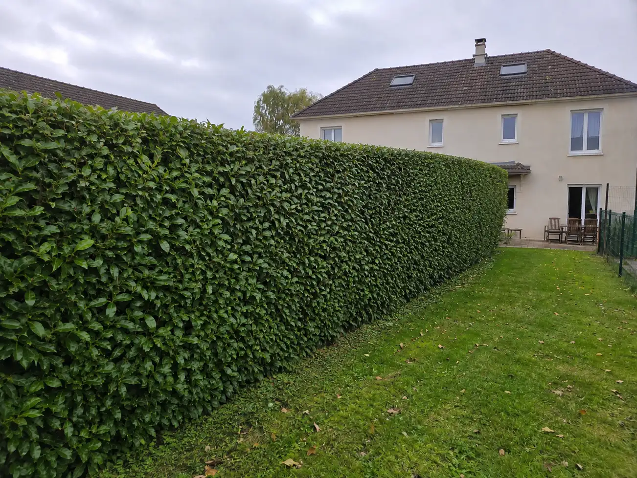 Haie après taille