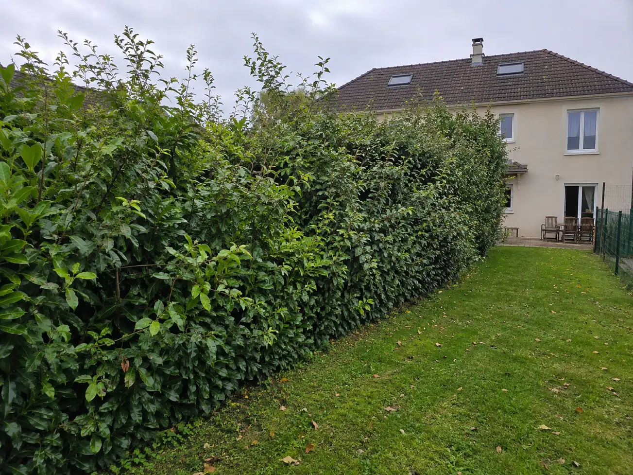 Haie avant taille