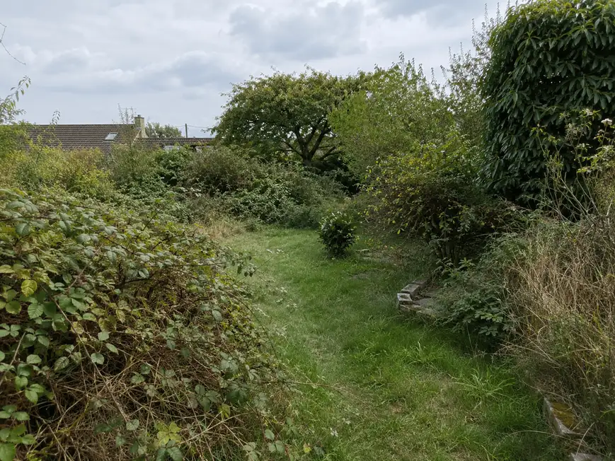 Terrain envahi de ronces avant débroussaillage à Rennes
