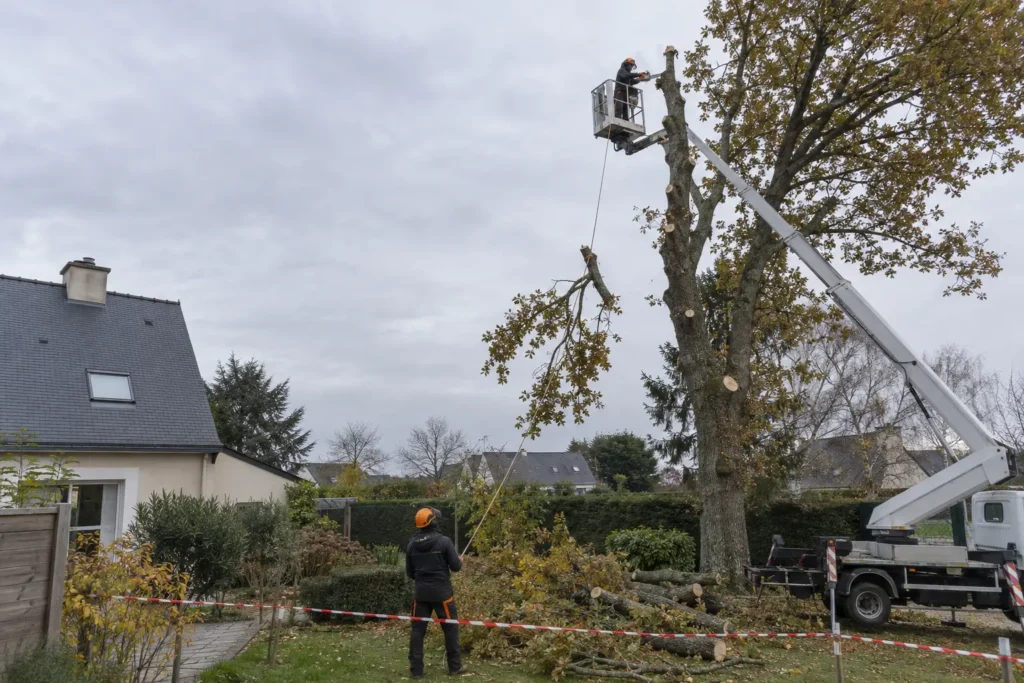 Abattage d'un grand chêne à la nacelle dans un jardin près de Rennes