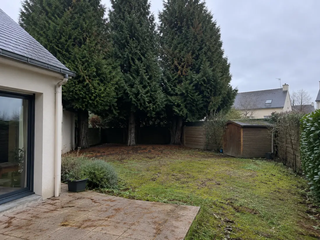 Grands conifères dans un jardin avant abattage