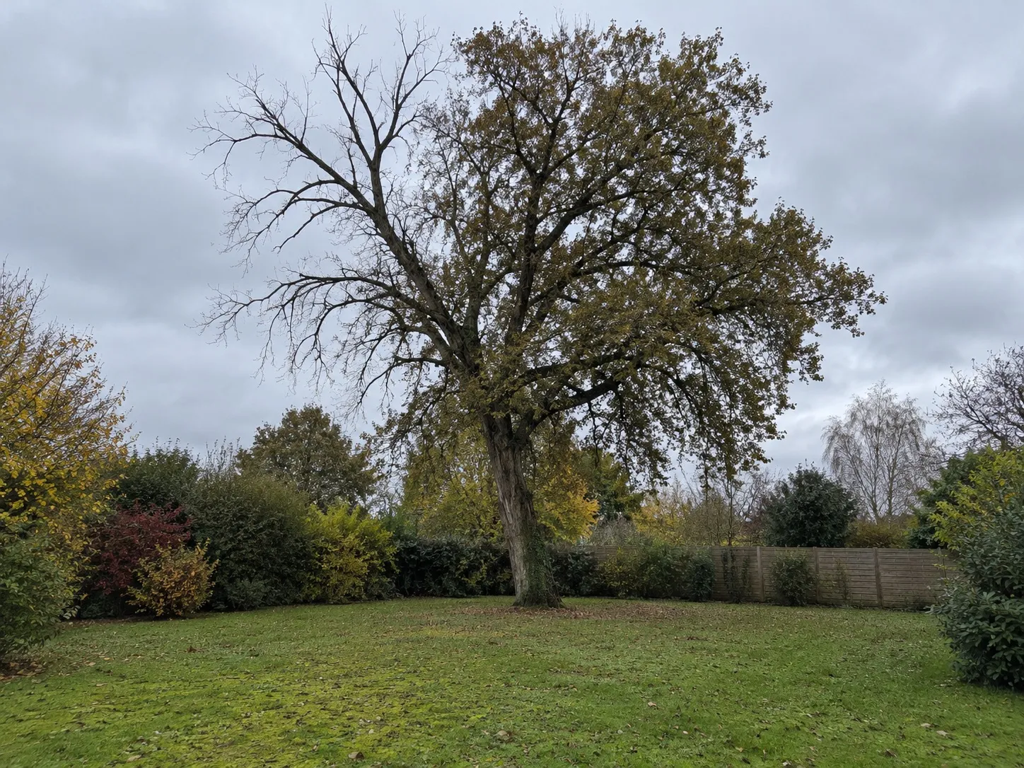 Grand arbre dépérissant au fond d'un jardin près de Rennes