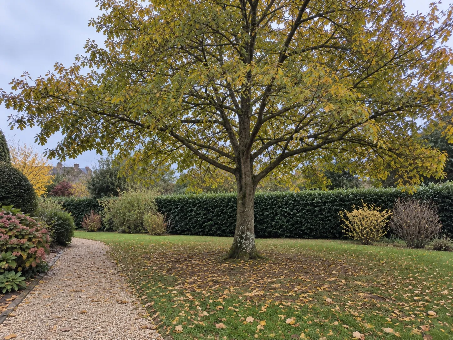 Arbre de jardin dégagé après élagage