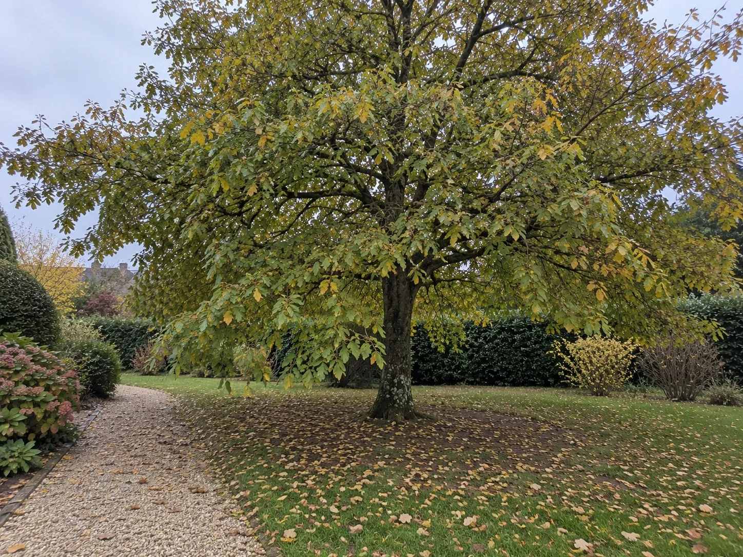 Arbre de jardin envahissant avant élagage