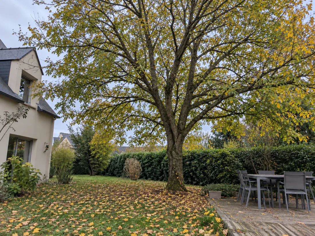 Arbre de jardin allégé après élagage