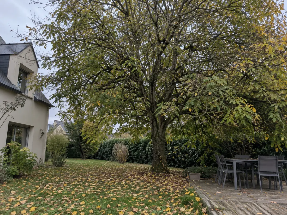 Arbre de jardin trop dense avant élagage