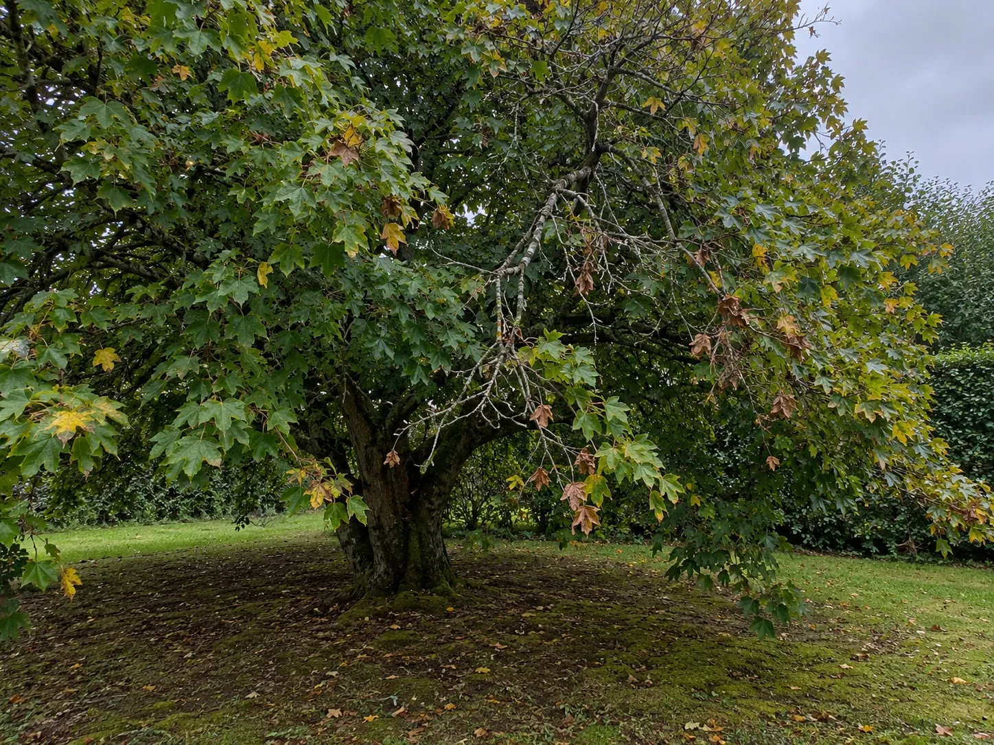 Arbre de jardin trop dense avec du bois mort avant élagage